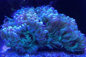 Elegance Coral Thumbnail