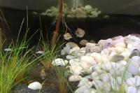 Pea Puffer Thumbnail