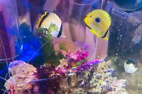 Playful Eclipse Butterfly Fish Thumbnail