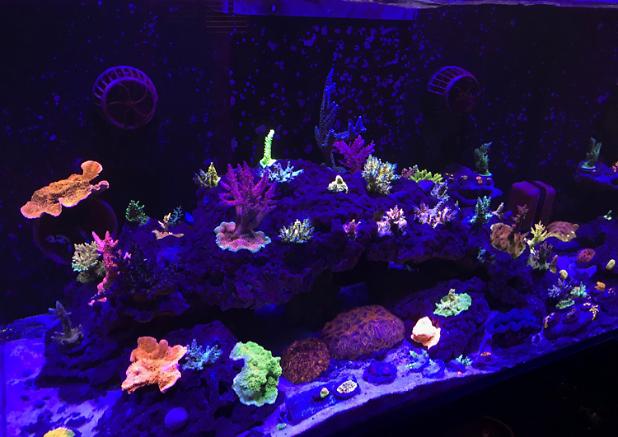 Kelvin’s Reef on Nov 11, 2018