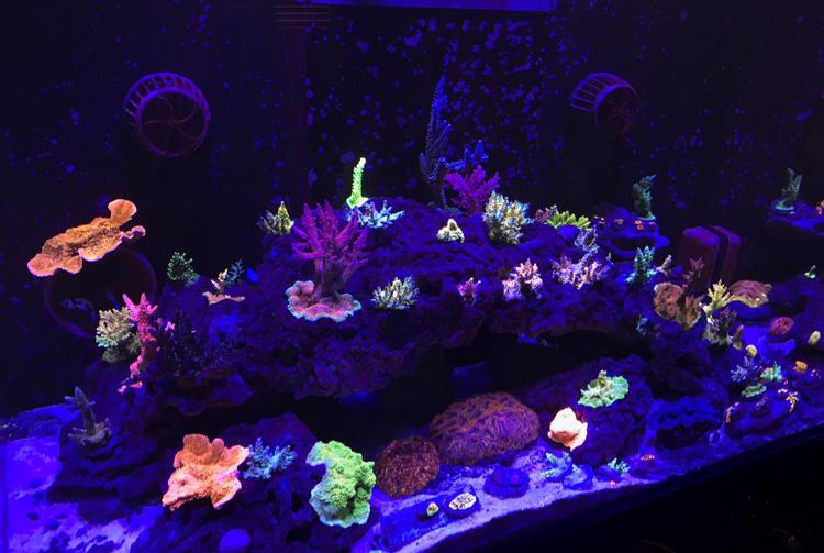 Kelvin’s Reef on Nov 11, 2018