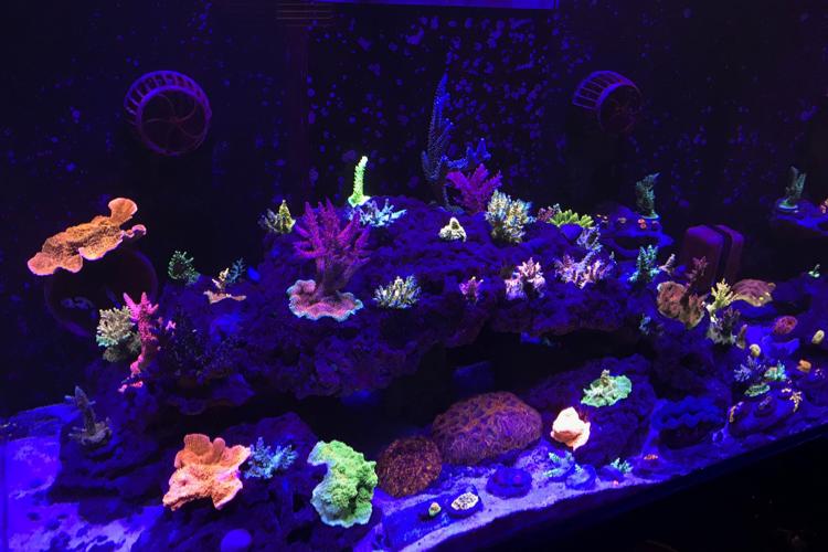 Red Sea Reefer 250 SPS Reef Thumbnail