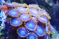 Purple Hornet Zoanthids Thumbnail