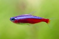 Cardinal Tetra Thumbnail