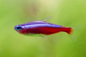 Cardinal Tetra Thumbnail