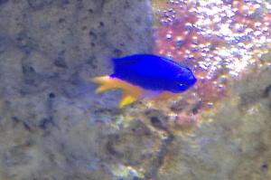 Azure Damselfish