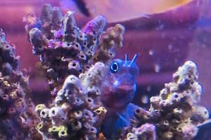 droll BICOLOR BLENNY Thumbnail