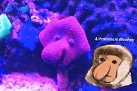 impersonator MUSHROOM CORAL Thumbnail