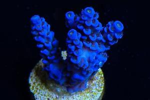 Tenuis Acropora Coral Blue Ice Thumbnail