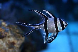 Banggai Cardinalfish Thumbnail