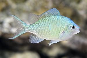 Blue Chromis Thumbnail