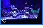 My Aquarium on November 26, 2018