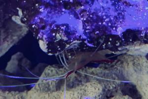 Cleaner Shrimp Thumbnail