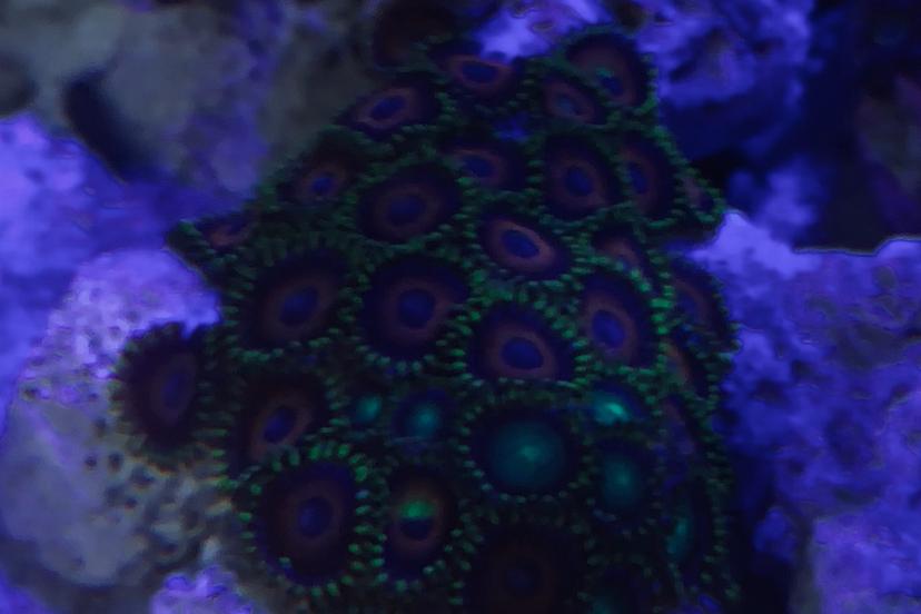 Eagle Eye Zoa / Zoanthus sp var Eagle Eye 120