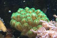 Stylophora Coral green