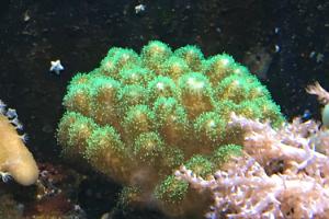 Stylophora Coral green Thumbnail