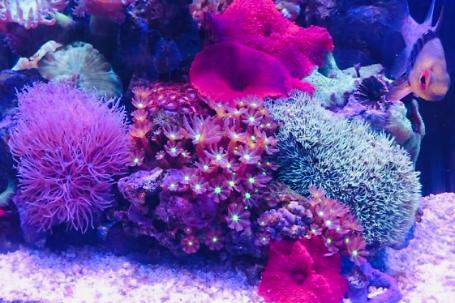 Soft Corals Thumbnail