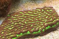 Goniastrea Brain Coral Thumbnail