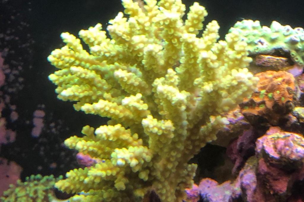 Acropora Secale / Acropora secale 27