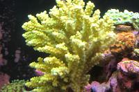 Acropora Secale Thumbnail