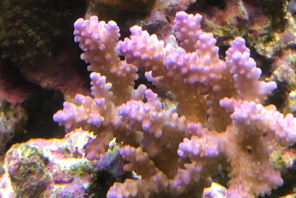 Tenuis Acropora Coral