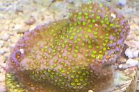 Rainbow montipora coral Thumbnail