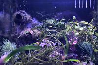 Refugium Display on Nov 30, 2018