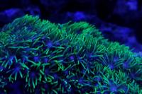 Ultra Green Star Polyps Thumbnail