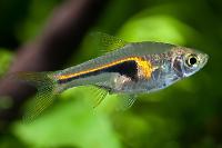 Hengels Rasbora Thumbnail