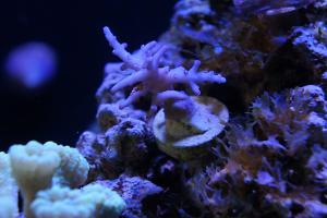 Red Dragon Acropora Thumbnail