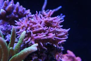 Birdsnest Coral Thumbnail