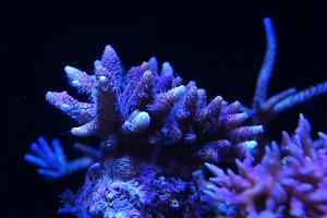 Acropora millepora Thumbnail