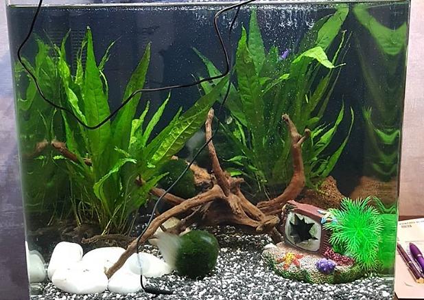 My Aquarium on December 9, 2018