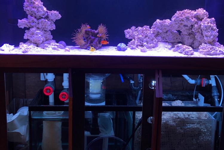 BobySharkQC Reef Tank on Dec 9, 2018