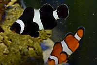 clownfish Thumbnail