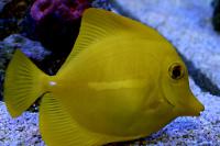 yellow tang Thumbnail