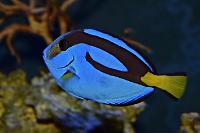 blue hippo tang Thumbnail