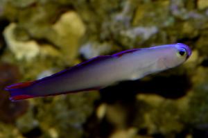 purple firefish Thumbnail