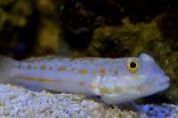 diamond goby Thumbnail