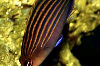 six-line wrasse Thumbnail