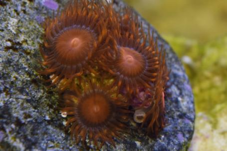 zoanthids Thumbnail