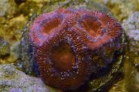 acan Thumbnail