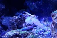 Diamond Goby Thumbnail