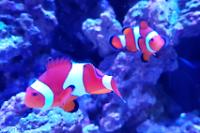 Clown fish Thumbnail