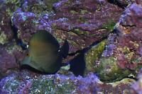 Scopas Tang Thumbnail