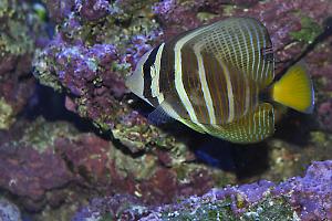 Sailfin Tang Thumbnail