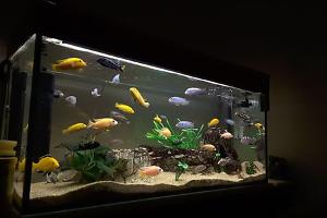 Paul's Aquatics (African Cichlids) Thumbnail