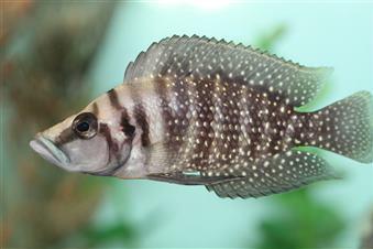 Calvus Cichlid / Altolamprologus calvus 6