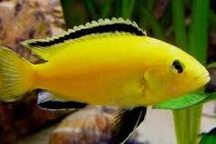 Electric Yellow Cichlid Thumbnail