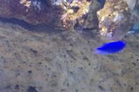 Blue Damselfish